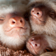 Illustration for article titled Unbelievably Cute Pictures of Rescued Baby Slothsem/emem/em